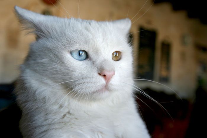 Cats With Heterochromia Iridum (60 pics)