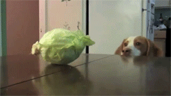 Dog vs. Cabbage (7 gifs)