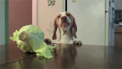 Dog vs. Cabbage (7 gifs)