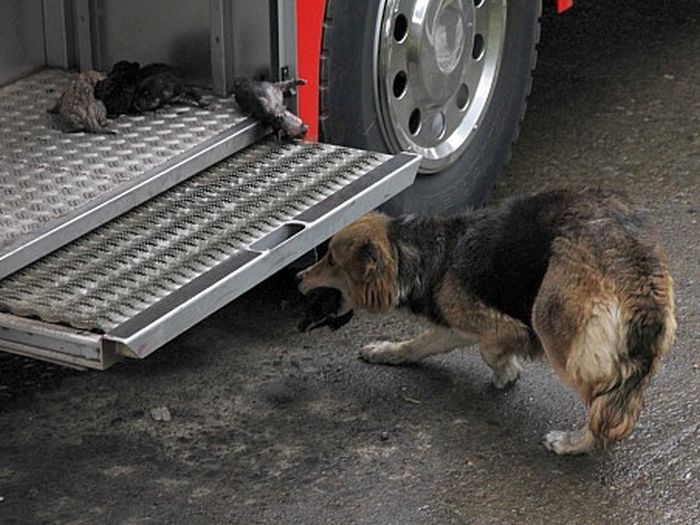 Mother Dog Saves Her Puppies from Fire (5 pics)