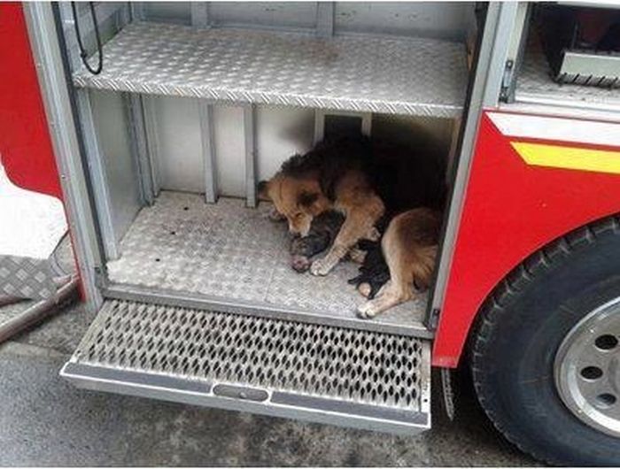 Mother Dog Saves Her Puppies from Fire (5 pics)