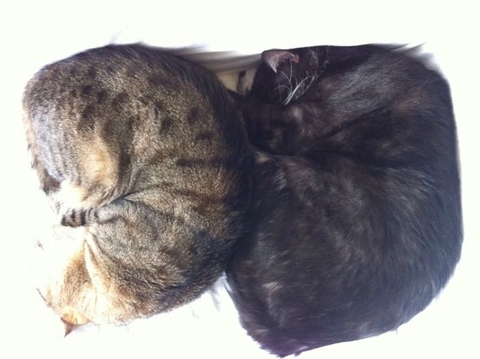Synchronized Sleeping by Cats (7 pics)