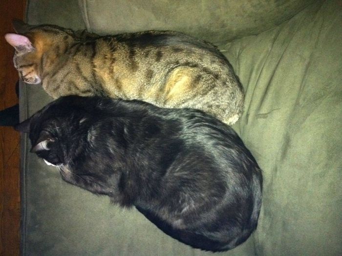 Synchronized Sleeping by Cats (7 pics)