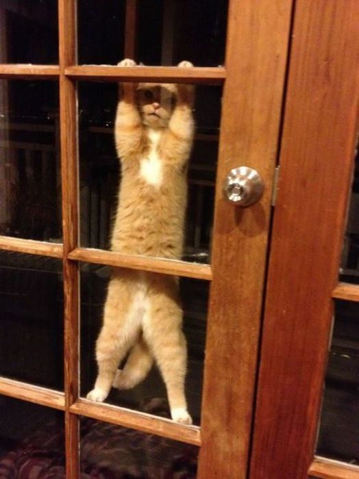Acid Picdump (135 pics)