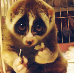 Cute Lemur Eating Popcorn (6 gifs)