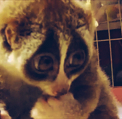 Cute Lemur Eating Popcorn (6 gifs)