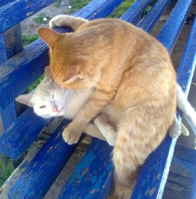 Acid Picdump (101 pics)