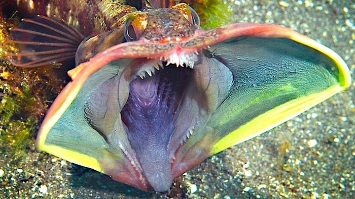 Acid Picdump (101 pics)
