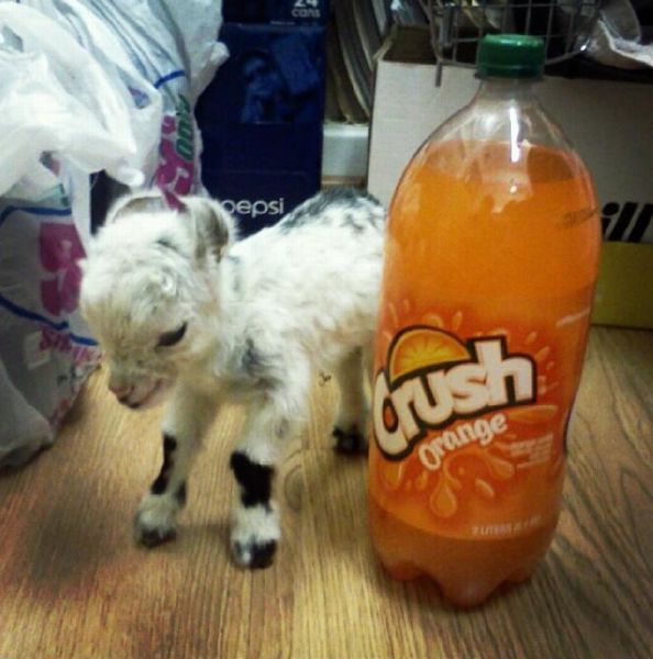 Acid Picdump (101 pics)