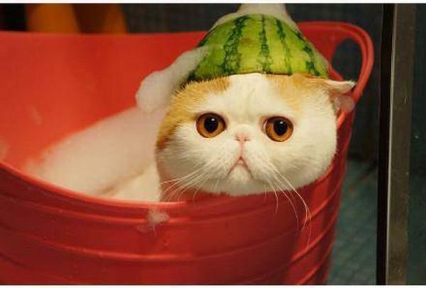 Cute Cat with Watermelon Hat (5 pics)