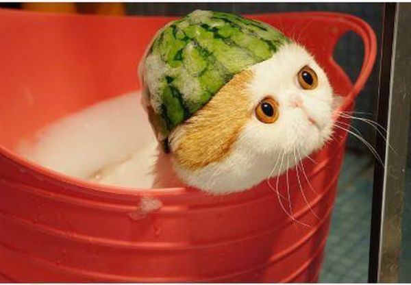 Cute Cat with Watermelon Hat (5 pics)