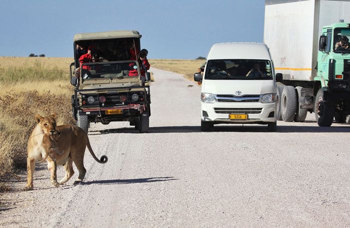 Lioness with Cubs Crossing the Road (9 pics)