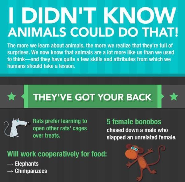 I Didn't Know Animals Could Do That! (infographic)
