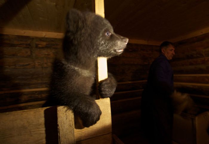 Russian Rescue Center for Bear Cubs (16 pics)