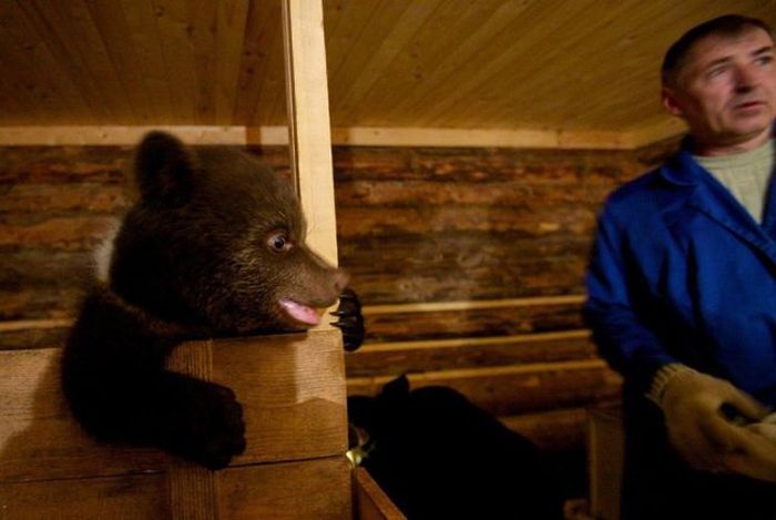 Russian Rescue Center for Bear Cubs (16 pics)
