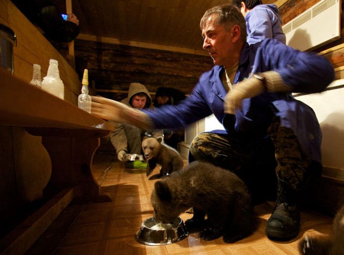 Russian Rescue Center for Bear Cubs (16 pics)