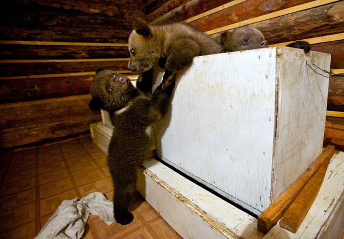 Russian Rescue Center for Bear Cubs (16 pics)