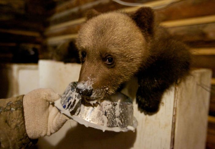 Russian Rescue Center for Bear Cubs (16 pics)