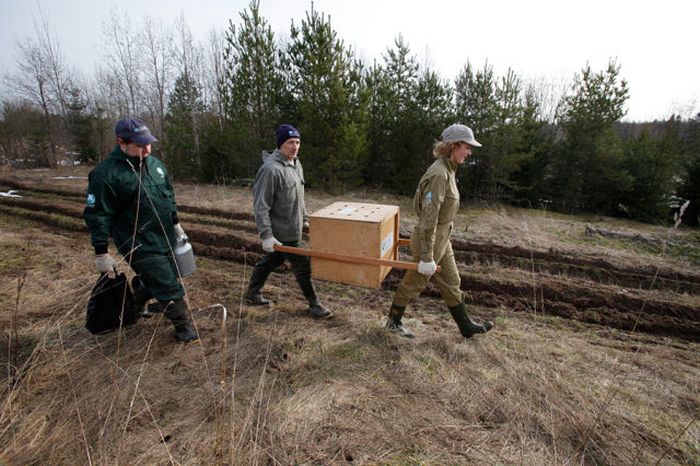 Russian Rescue Center for Bear Cubs (16 pics)