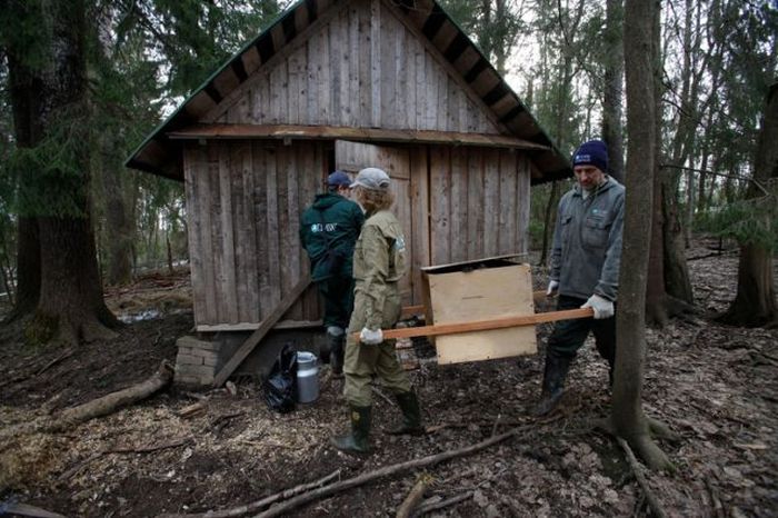 Russian Rescue Center for Bear Cubs (16 pics)