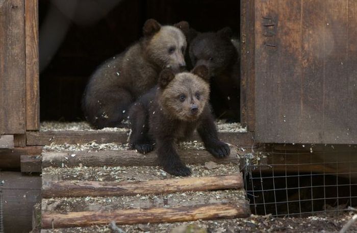 Russian Rescue Center for Bear Cubs (16 pics)