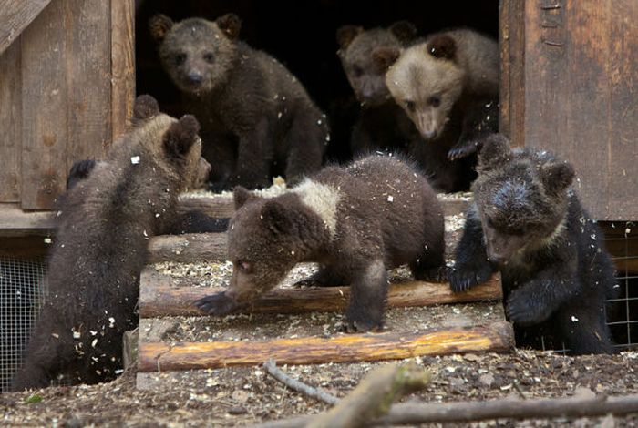 Russian Rescue Center for Bear Cubs (16 pics)