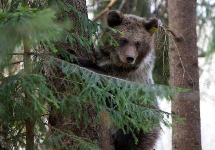 Russian Rescue Center for Bear Cubs (16 pics)