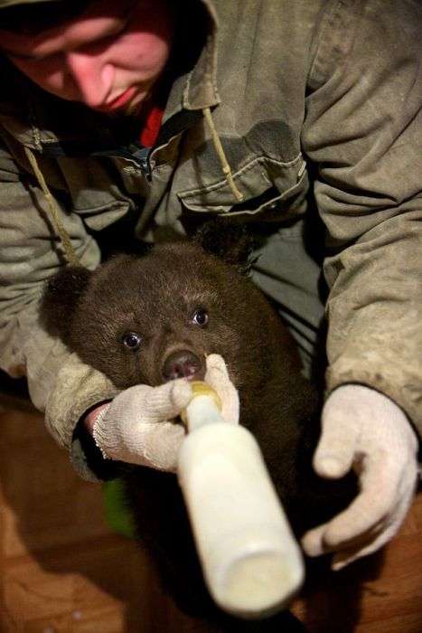 Russian Rescue Center for Bear Cubs (16 pics)