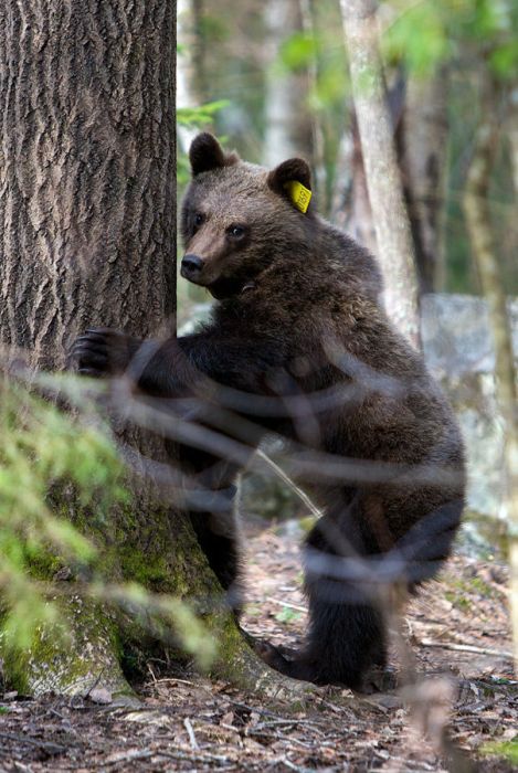 Russian Rescue Center for Bear Cubs (16 pics)
