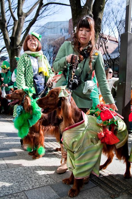 Dogs in Japan Have Awesome Fashion (50 pics)