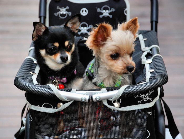 Dogs in Japan Have Awesome Fashion (50 pics)