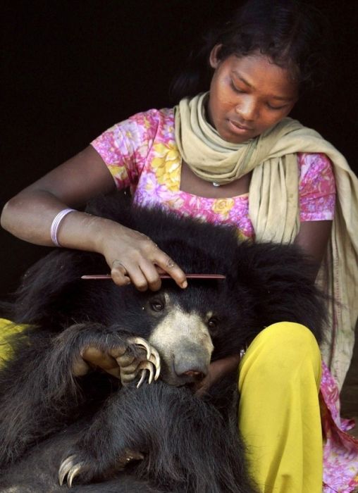 Pet Bear from India (6 pics)