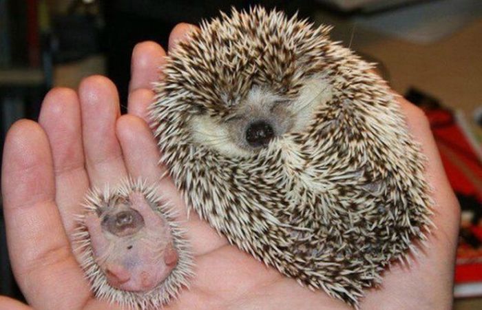 Animal Kids That Look Like Their Parents (35 pics)