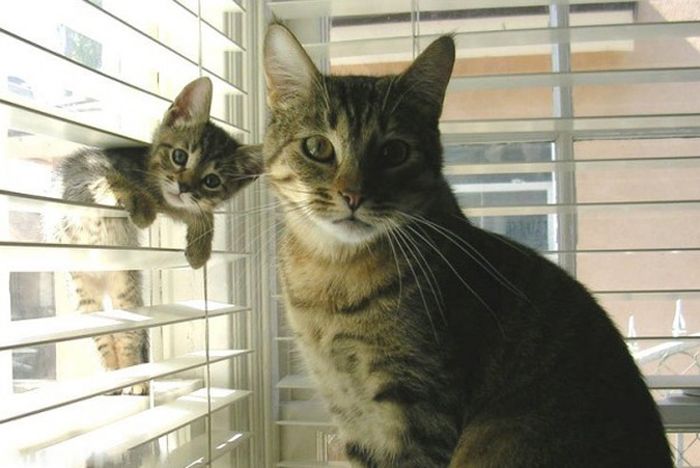 Animal Kids That Look Like Their Parents (35 pics)