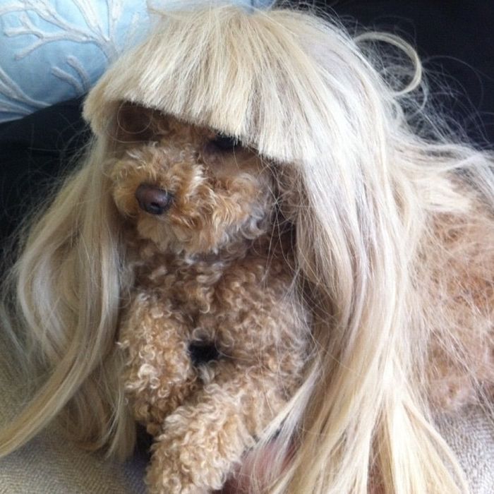 Lady Gaga and Her New Dog Fozzi (25 pics)
