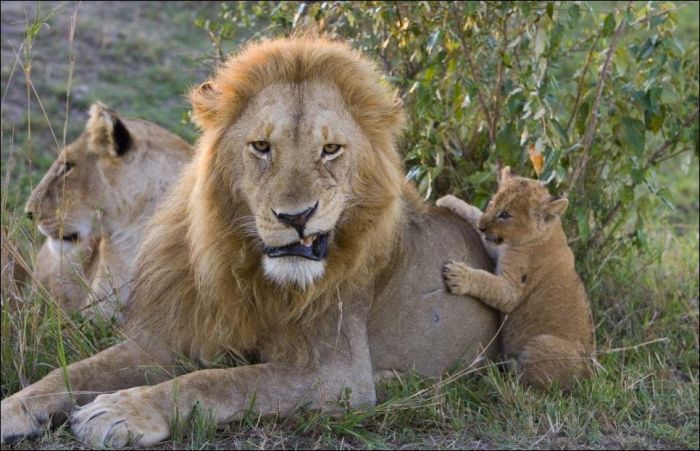 Lion Cubs Meet Their Father (5 pics)