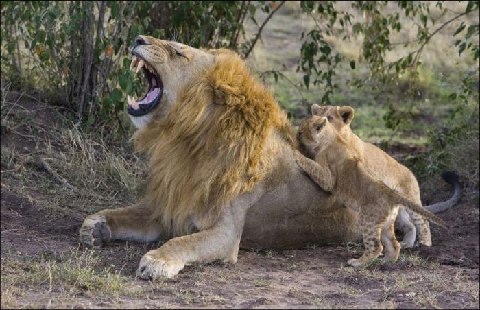Lion Cubs Meet Their Father (5 pics)