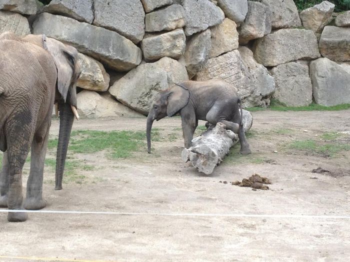 Baby Elephant Falling Over (4 pics)