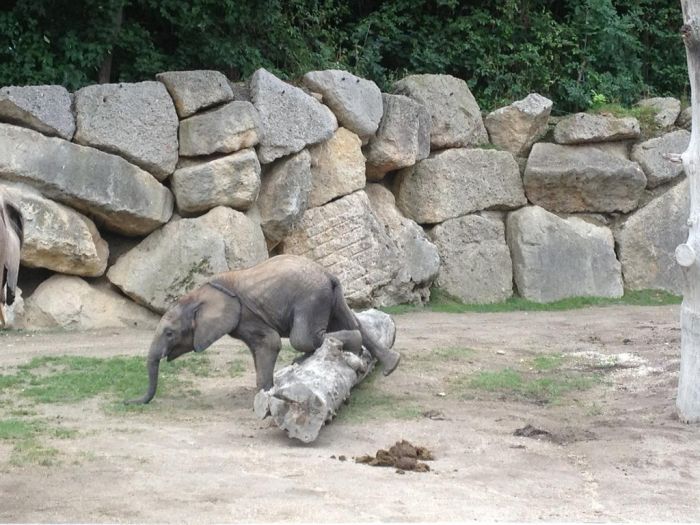 Baby Elephant Falling Over (4 pics)