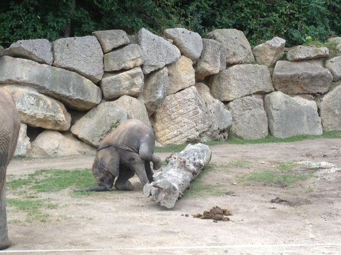 Baby Elephant Falling Over (4 pics)