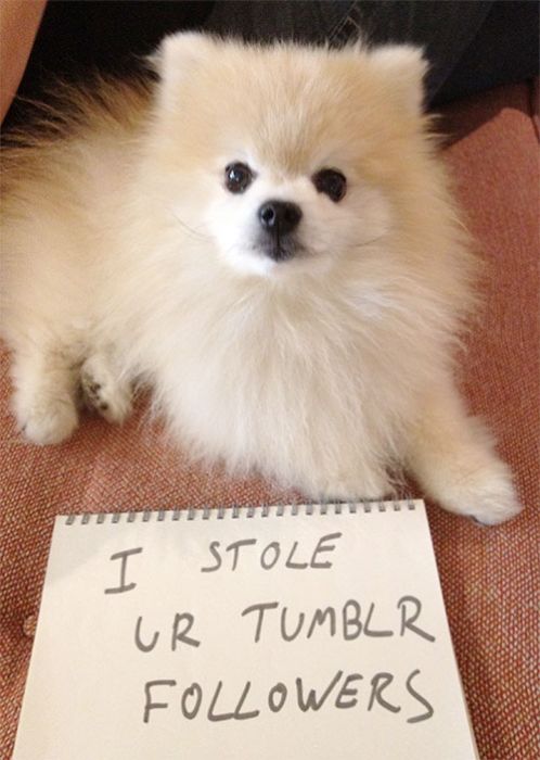 Dogs Being Shamed With Signs (89 pics)