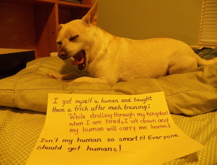 Dogs Being Shamed With Signs (89 pics)