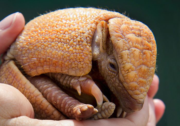 Baby Armadillo (4 pics)