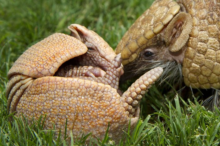 Baby Armadillo (4 pics)