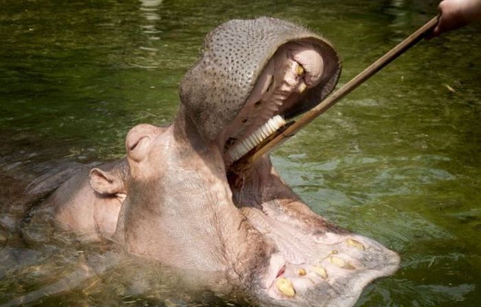 Hippopotamus Teeth Brushing (5 pics)