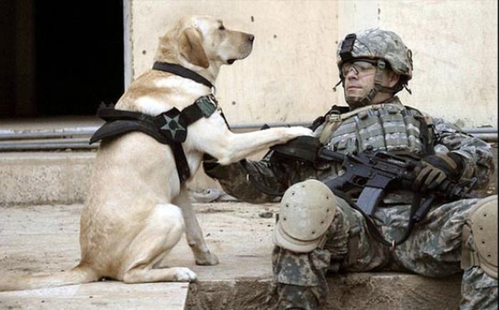 Dogs at War (69 pics)