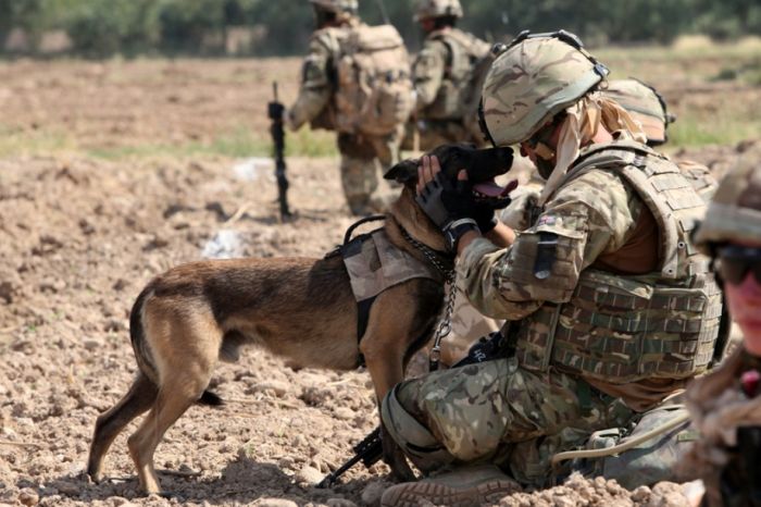 Dogs at War (69 pics)