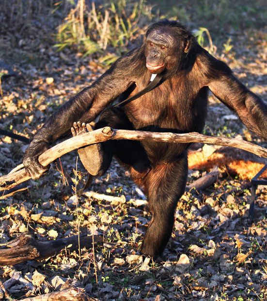Food Cooking Chimpanzee (11 pics)