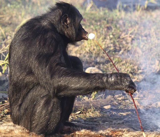 Food Cooking Chimpanzee (11 pics)