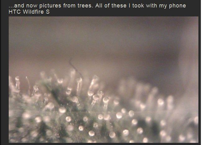 DIY Cheap Macro Lens for Your Phone (16 pics)
